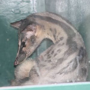 Owston's palm civet