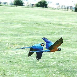 Blue and Yellow Macaws in flying display 19th May 2013