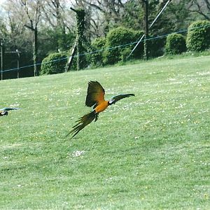 Blue and Yellow Macaws in flying display 19th May 2013