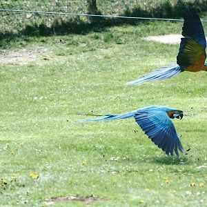 Blue and Yellow Macaws in flying display 19th May 2013