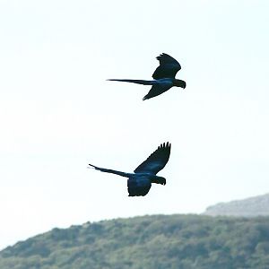 Blue and Yellow Macaws in flying display 19th May 2013