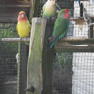 Filey Bird Garden and Animal Park, Peach-faced Lovebirds 2nd August 2013