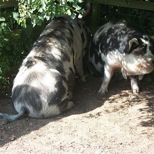 Filey Bird Garden and Animal Park, Kune Kune Pigs 2nd August 2013