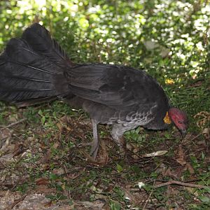 Australian Brush Turkey