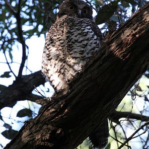 Powerful Owl