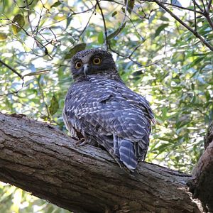 Powerful Owl