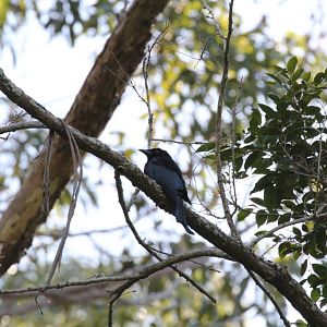 Spangled Drongo