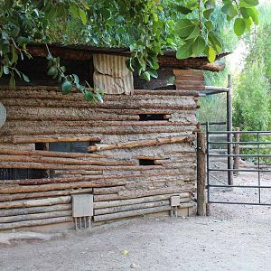 odd barn owl exhibit