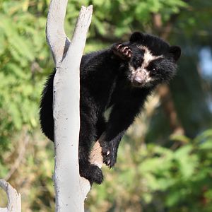 baby andean bear