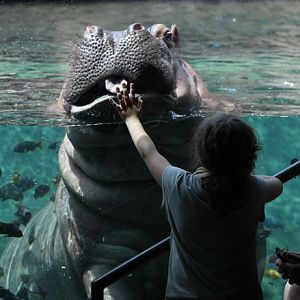 girl meets hippo