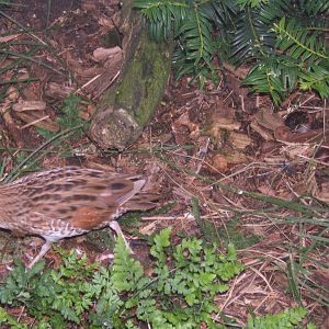 Corncrake
