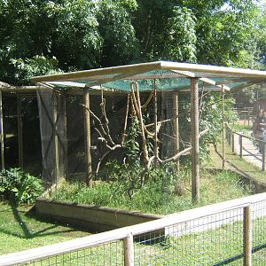 Common Marmoset enclosure