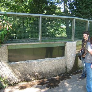 Zoochatters and Otter under water viewing