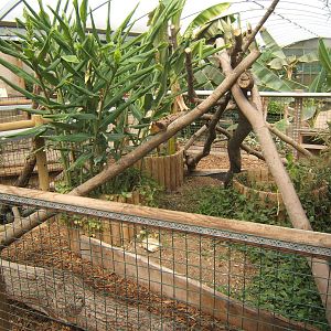 View of Yellow-footed Tortoise and Green Iguana exhibit