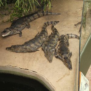 Spectacled Caiman
