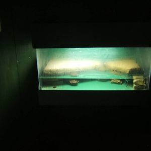 Matamata turtle exhibit