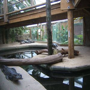 View across the Spectacled Caiman exhibit