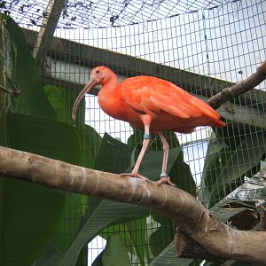 Scarlet Ibis