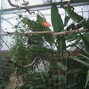 Scarlet Ibis Aviary