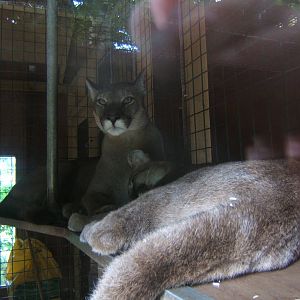 Puma and kitten