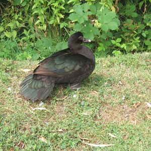 Muscovy Duck