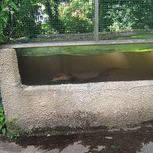 North American River Otter swimming underwater