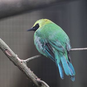 Blue-winged Leafbird?