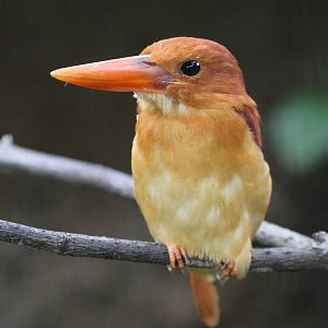 Ruddy Kingfisher