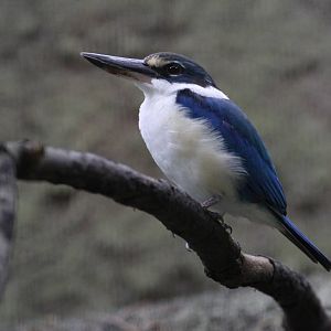Collared Kingfisher