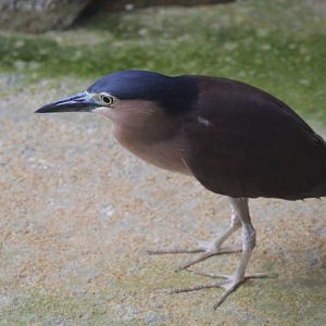 Rufous Night Heron?