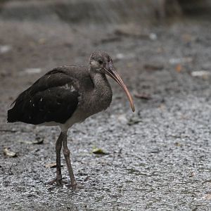 Juvenile Scarlet Ibis?