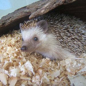 African Four-toed Hedgehog