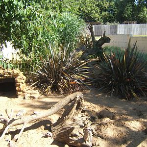 View of Meerkat enclosure