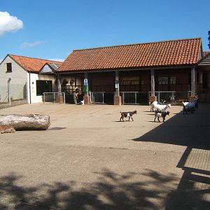 Bat and Aardvark house