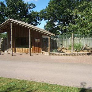 Yellow Mongoose exhibit and house