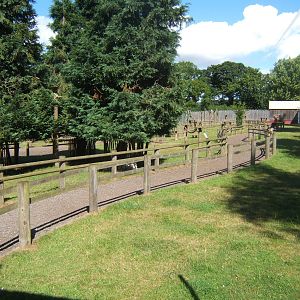 View of walk through Lemur exhibit