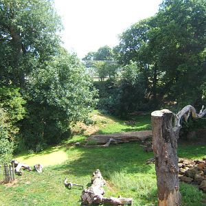 View of Lion enclosure