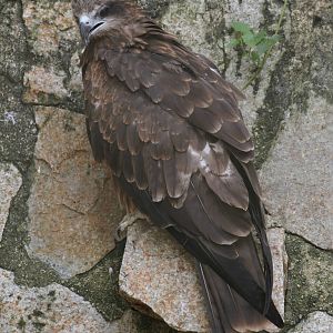Black Kite?