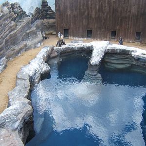 View of penguin exhibit