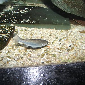 Sandsmelt
