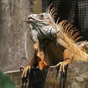 Iguana Species ID