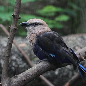 Blue-bellied Roller