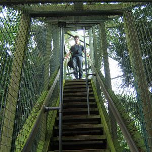 Javan Rhino escaping the Amur Leopard viewing