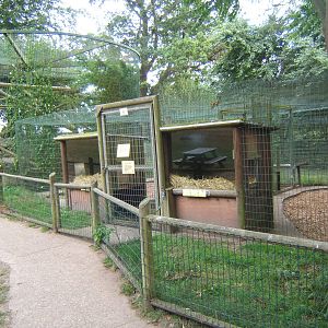 View of Leopard enclosure