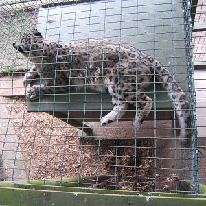 Snow Leopard