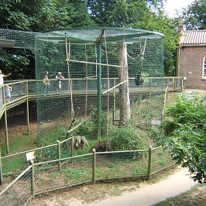 View of Siamang enclosure and raised walk way