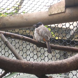 Red-vented Bulbul