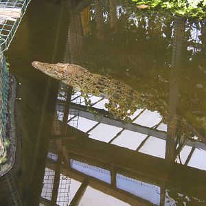 Salt Water Crocodile