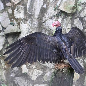 Turkey Vulture