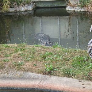 American Alligator outside